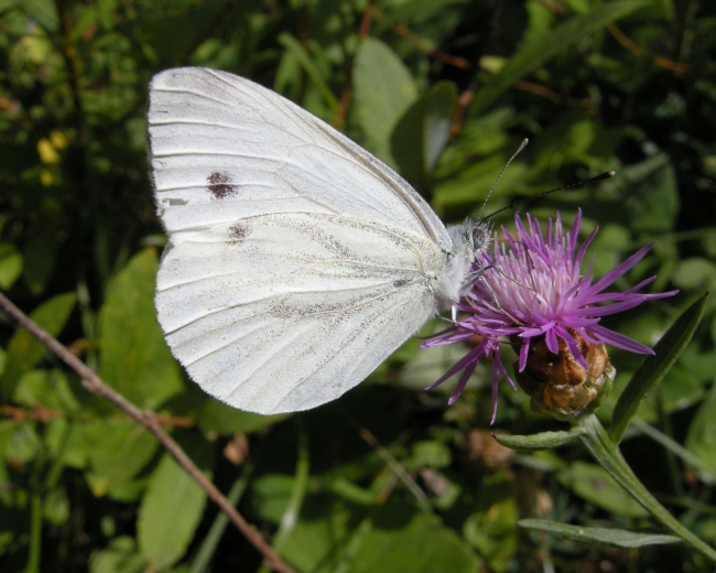 Farfalle nel P.N.A. ad agosto